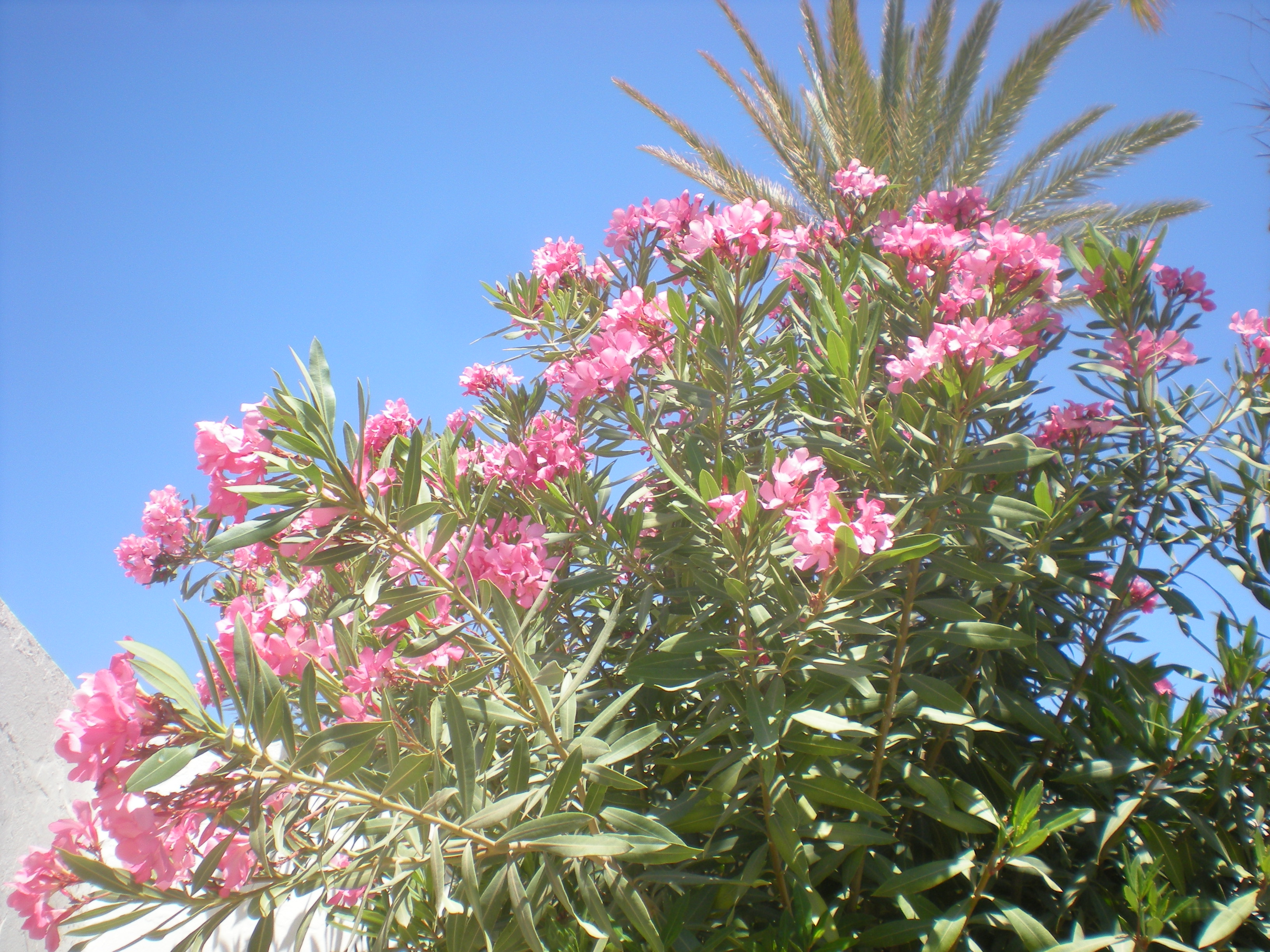 fleurs tunisie