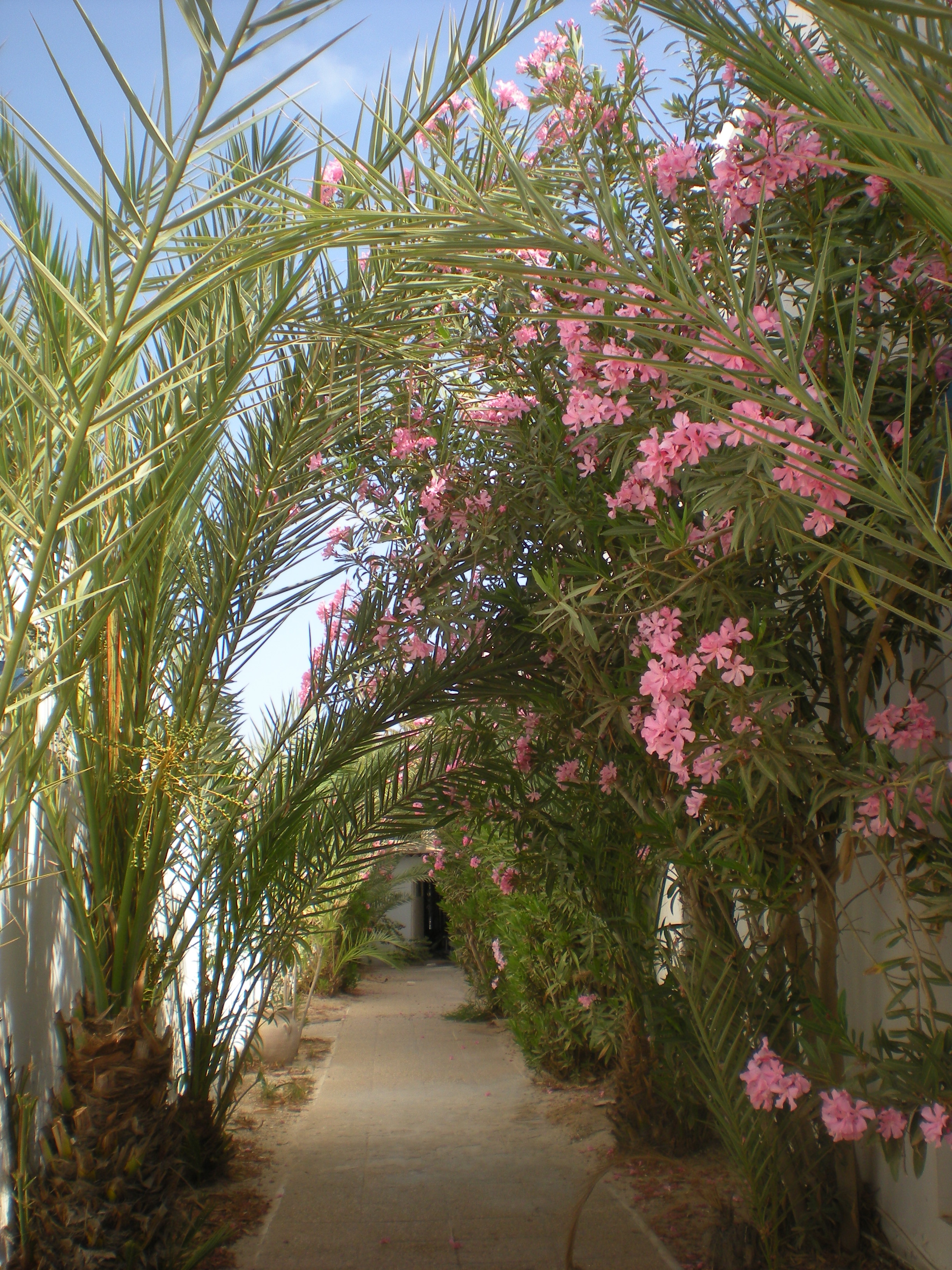 chemin fleurs tunisie