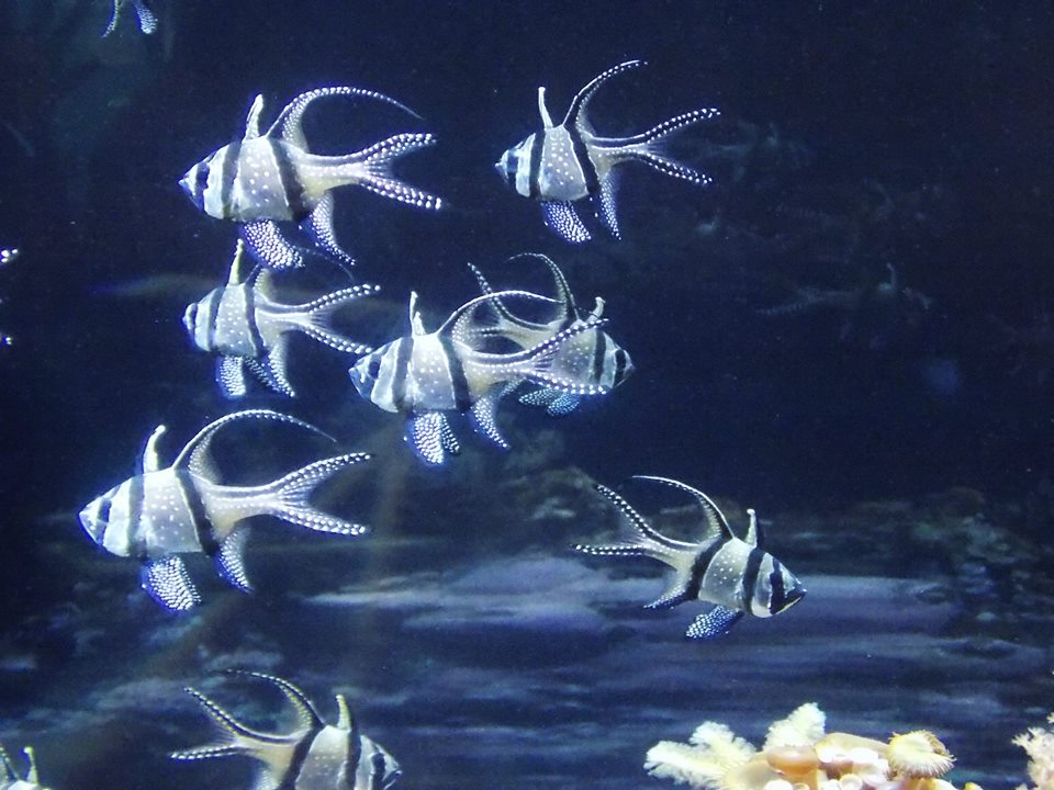 aquarium cherbourg