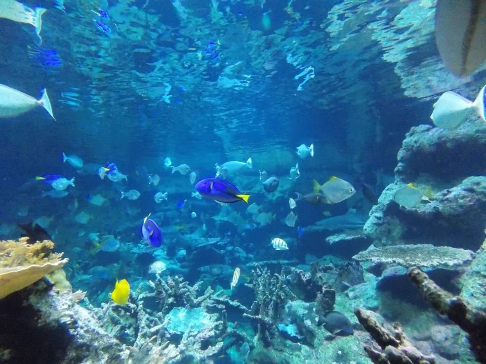 aquarium cite de la mer