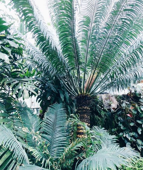 palmiers jardin des plantes caen