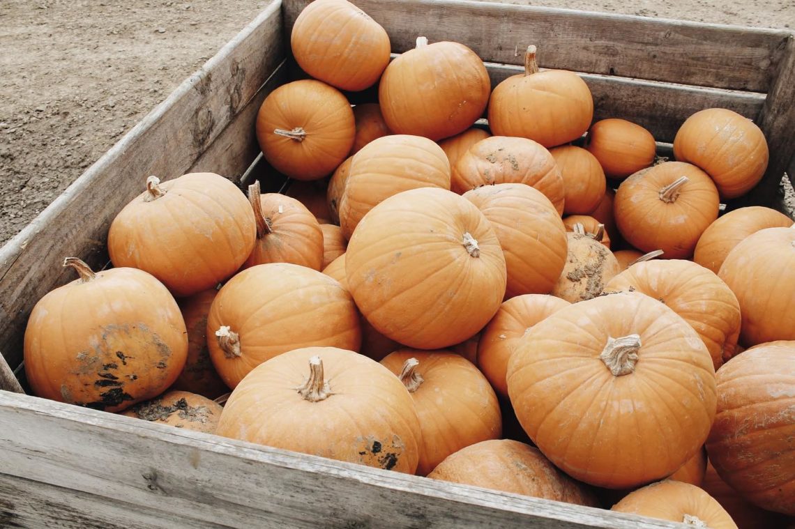 citrouille cueillette de cagny