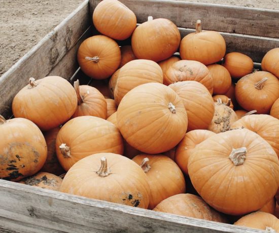 citrouille cueillette de cagny